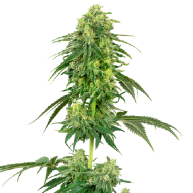 American Line Strawberry Kush Feminised Cannabis Seeds 0