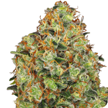 American Line Sweet Tangerine Tango Automatic 0