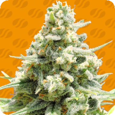 Amnesia Lemon Kush
