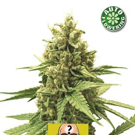 Amnesia  Auto  Flowering  Cannabis  Seeds 1