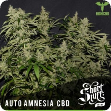 Amnesia C B D Auto Flowering Cannabis Seeds 0