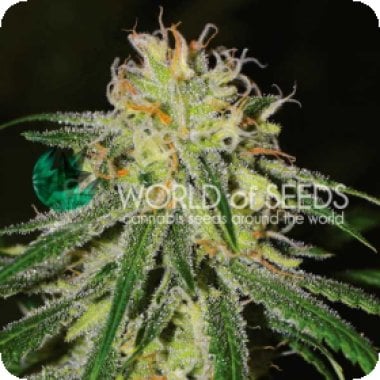 Amnesia  Early  Version  Feminised  Cannabis  Seeds 0