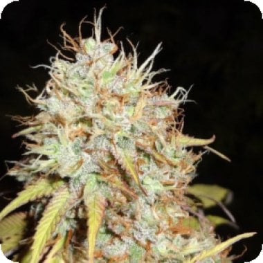 Amnesia  Express  A U T O  Feminised  Cannabis  Seeds