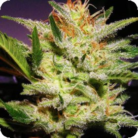 Amnesia  Feminised  Cannabis  Seeds 1