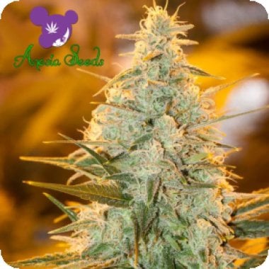 Amnesia  Flash  Feminised  Cannabis  Seeds 0