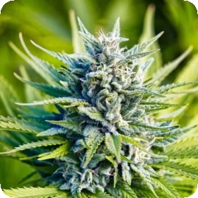 Amnesia  Haze  Auto  Flowering  Cannabis  Seeds 0