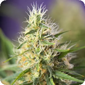 Amnesia  Haze  Feminised  Cannabis  Seeds 0