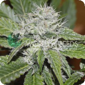 Amnesia  Ryder  Auto  Flowering  Cannabis  Seeds 0