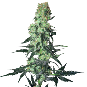 Amnesia  White  Regular  Cannabis  Seeds 0