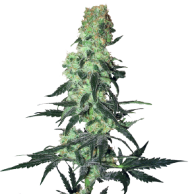 Amnesia  White  Regular  Cannabis  Seeds 0