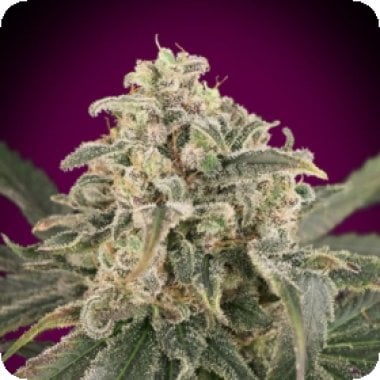 Amnesia  X X L  Auto  Flowering  Cannabis  Seeds 0