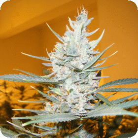 Amphetamine  Auto  Flowering  Cannabis  Seeds 0