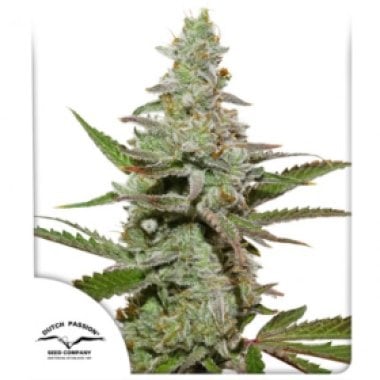 Amsterdam  Amnesia  Feminised  Cannabis  Seeds