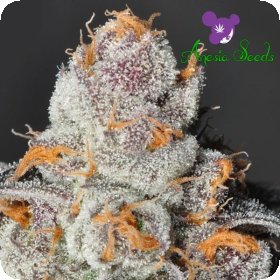 Anesia  Scout  Cookies  Feminised  Cannabis  Seeds 0