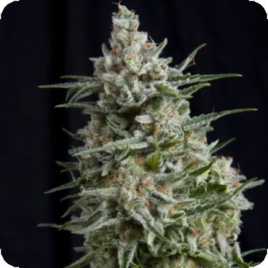 Anesthesia  C B D  Feminised  Cannabis  Seeds