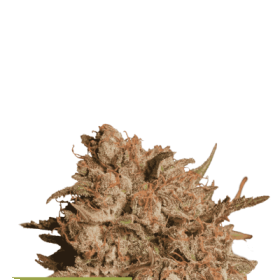 Apollo  Black  Cherry  Auto  Flowering  Cannabis  Seeds 0