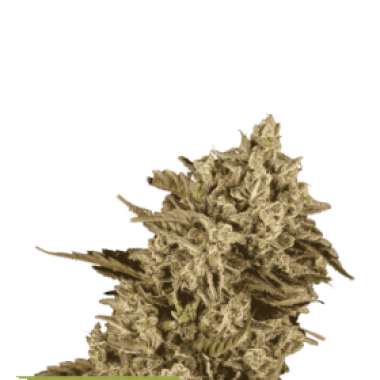 Apollo  Black  Cherry  Feminised  Cannabis  Seeds