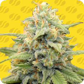Apple  Fritter  Auto  Flowering  Cannabis  Seeds