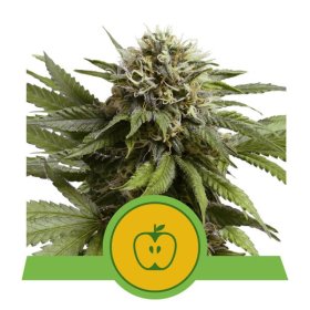 Apple  Fritter  Auto  Flowering  Cannabis  Seeds 0