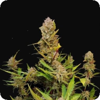 Apricot Auto Flowering Cannabis Seeds