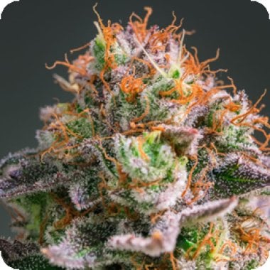 Apricot  Oreoz  Feminised  Cannabis  Seeds 0
