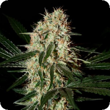 Arjans  Haze 3  Feminised  Cannabis  Seeds