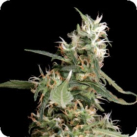 Arjans  Ultra  Haze 1  Feminised  Cannabis  Seeds