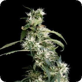 Arjans  Ultra  Haze 2  Feminised  Cannabis  Seeds