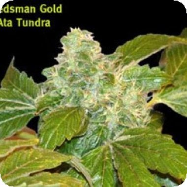 Ata  Tundra  Regular  Cannabis  Seeds