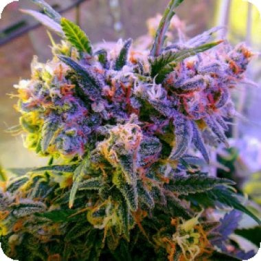 Aurora Indica Auto Flowering Cannabis Seeds 0