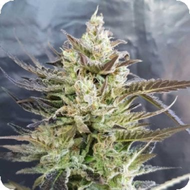 Auto 20 Flowering 20 Cannabis Seeds