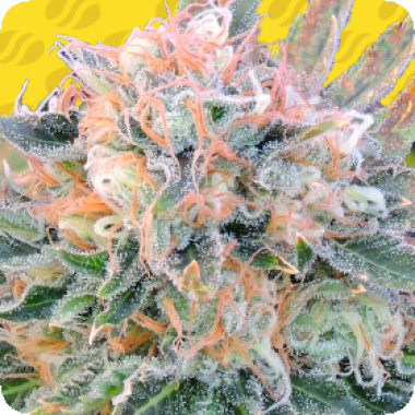 Auto Blueberry Ghost O G