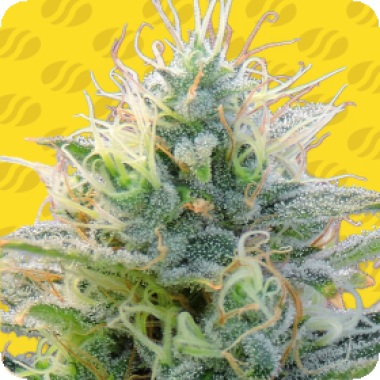 Auto Ghost O G