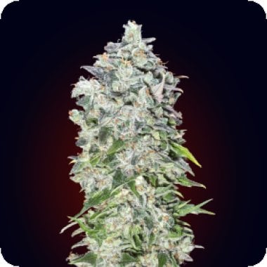 Auto 00  Kush  Feminised  Cannabis  Seeds