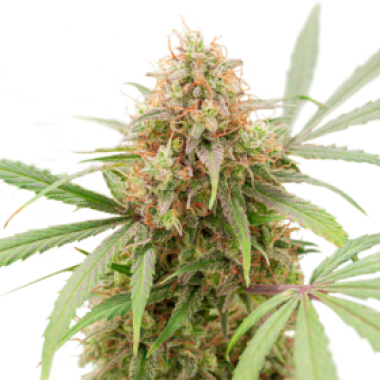 Auto A K Triple Haze