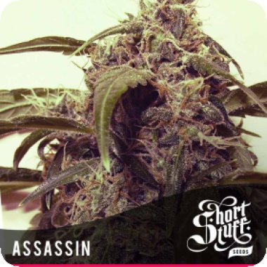 Auto Assassin Regular Cannabis Seeds 0