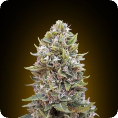 Auto  Cheese  Berry  Feminised  Cannabis  Seeds