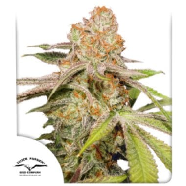 Auto  M A C 1  Auto  Flowering  Cannabis  Seeds 0