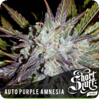 Auto Purple Amnesia