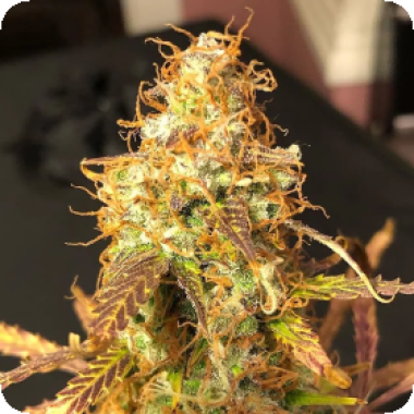 Auto Sour Melon Mass