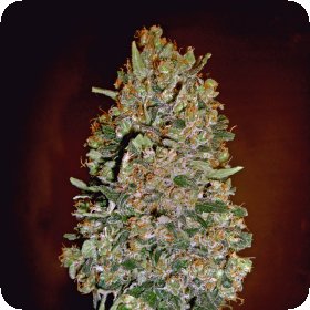 Automatik  Collection  231  Feminised  Cannabis  Seeds