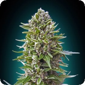 Automatik  Collection  232  Feminised  Cannabis  Seeds