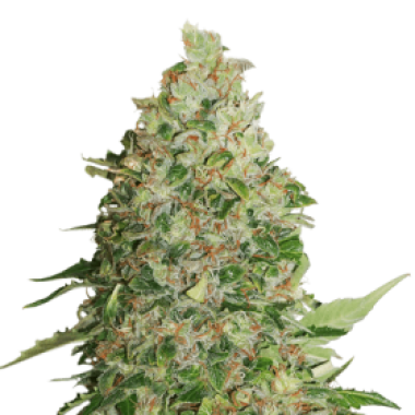 B C N Critical X X L