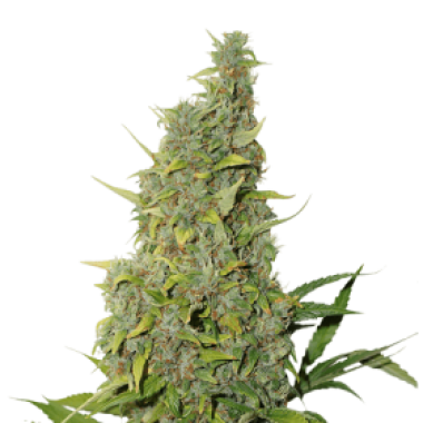 B C N Power Plant Feminised Cannabis Seeds 0