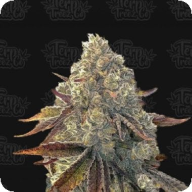 Bacio  Gelati  Auto  Flowering  Cannabis  Seeds 0