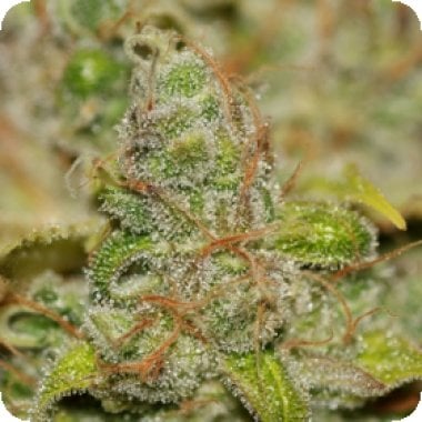 Badazz  O G  Cheese  Feminised  Cannabis  Seeds