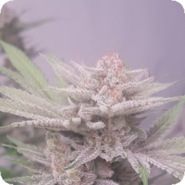 Banana  Dance  Feminised  Cannabis  Seeds