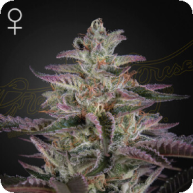 Banana Krumble Feminised Cannabis Seeds