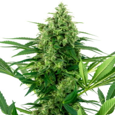 Banana  Frosting  Feminised  Cannabis  Seeds 0