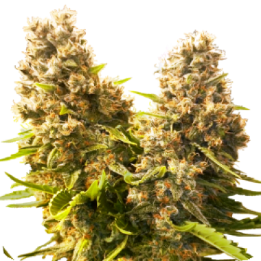 Banana Kush Cake Auto 0